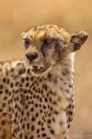Cheetah