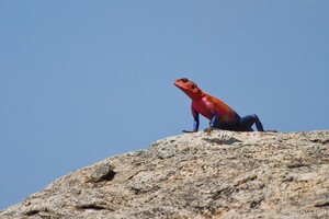 Male Agama Lizard
