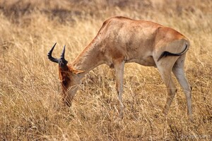 Cokes Hartebeest