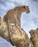 Leopard