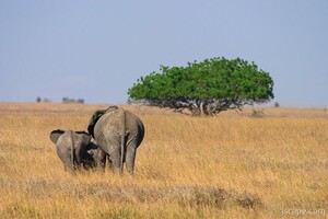 Mom and baby elephant