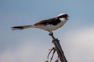 Gray-backed Fiscal Shrike