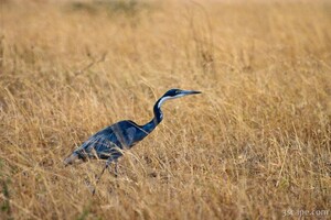 Black-headed Heron