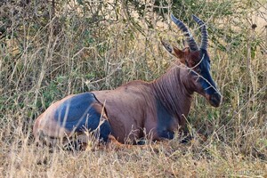 Topi