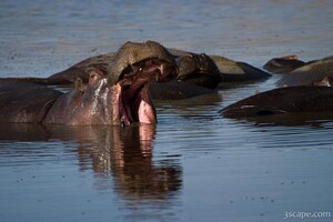 Hippo opening wide