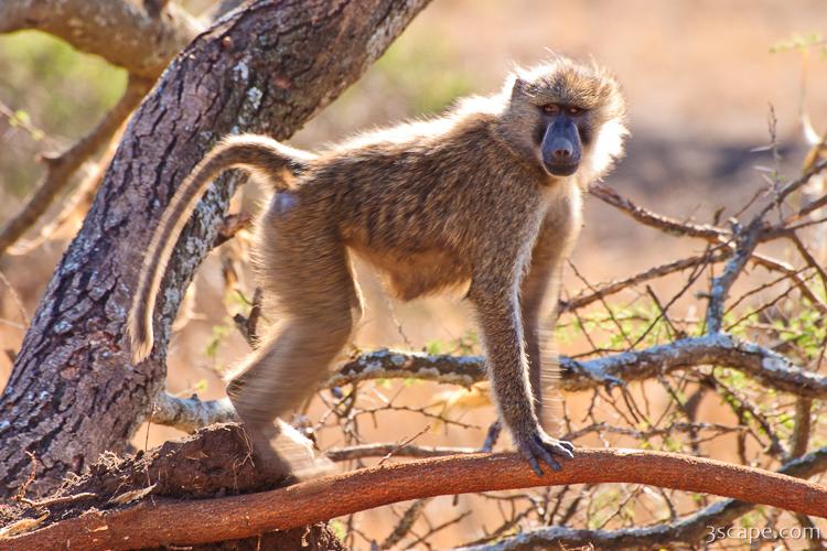 Yellow Baboon