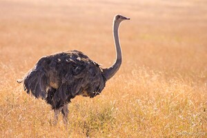 Female ostrich