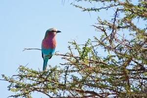 Lilac-breasted Roller