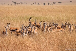 Thomsons Gazelle huddled together, sensing danger