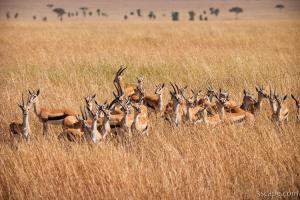 Thomsons Gazelle huddled together, sensing danger