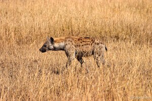 Hyena checking out the Thomsons Gazelle