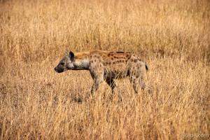 Hyena checking out the Thomsons Gazelle