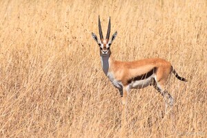 Thomsons Gazelle