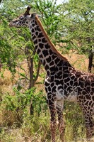 Masai Giraffe