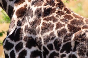 Giraffe spots