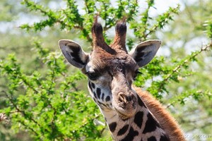 Masai Giraffe