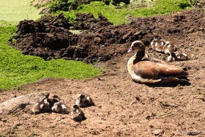 Egyptian Goose with babies