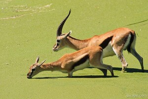 Thomsons Gazelle testing the algae-filled waters