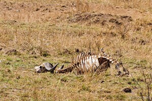 Skeletal remains of a Cape Buffalo