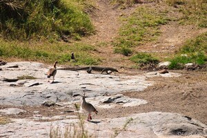 Nile Monitor with geese