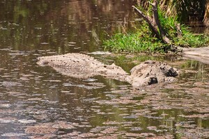 Two Nile Crocodile