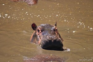 Hippo