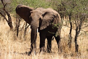 African Elephant