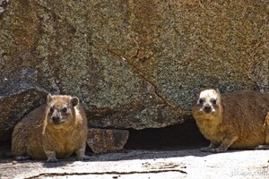 Rock Hyrax