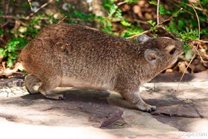 Rock Hyrax