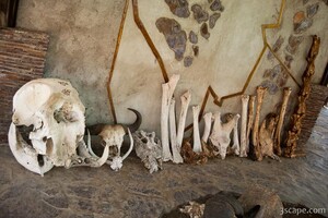 Skulls of various Serengeti animals