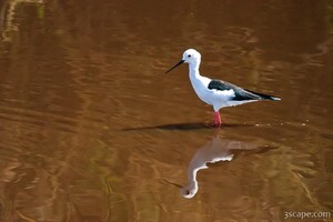 Black-winged Stilt