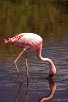 Lesser Flamingo