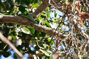 Eastern Green Mamba