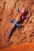 Male Agama Lizard