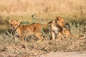 Two adorable lion cubs