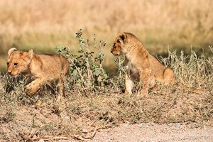 Lion cubs