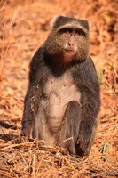 Blue (sykes) monkey
