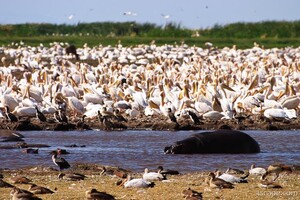 A huge mass of pelicans and a lone hippo