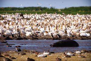 A huge mass of pelicans and a lone hippo