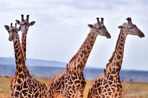 A small herd of giraffe