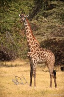Masai Giraffe