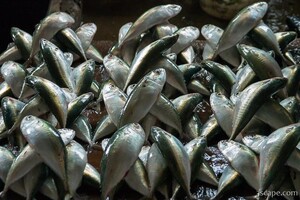 The fish market had many varieties of local fish