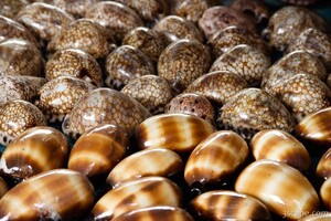 These shells were for sale in the street market, even though selling shells is illegal