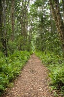 Previous: Trail through the lush Jozani Forest