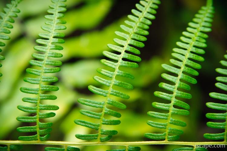 The forest floor was covered with ferns