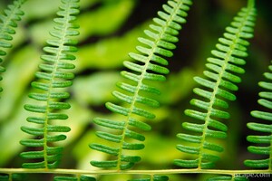 Next: The forest floor was covered with ferns
