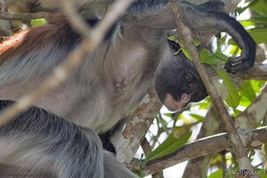 Next: Red Colobus Monkey
