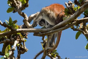 Red Colobus Monkey