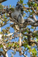 Red Colobus Monkey munching on a leaf