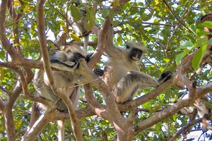 Red Colobus Monkeys